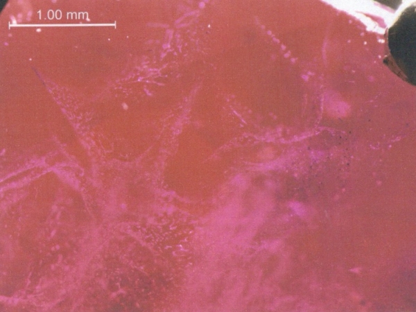 Image 3: Magnified inclusions of the oval 8 carat ruby ring shown in Image 2. Image courtesy: Dr T. Hainschwang, PhD, DUG, GGTL Laboratories Liechtenstein.